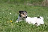 JACK RUSSEL 138